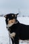 Portrait of northern sled dog Alaskan Husky in winter outside in snow. Black red white handsome half breed looks into distance,