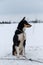 Portrait of northern sled dog Alaskan Husky in winter outside in snow. Black white red haired handsome half breed is sitting