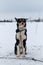 Portrait of northern sled dog Alaskan Husky in winter outside in snow. Black white red haired handsome half breed is sitting