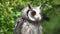 Portrait of northern white-faced owl ptilopsis leucotis