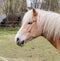 Portrait of a Norwegian horse