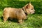 The portrait of Norwich Terrier puppy in a garden