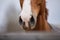 Portrait of nose of chestnut budyonny horse