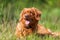 Portrait of a Nova Scotia Duck Tolling Retriever