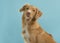 Portrait of a nova scotia duck tolling retriever on a blue background