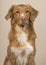 Portrait of a nova scotia duck tolling retriever on a creme colored background