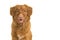 Portrait of a nova scotia duck tolling retriever looking at the camera on a white background