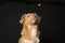 Portrait of a Nova Scotia Duck Tolling Retriever looking at a treat thrown at him on a black background