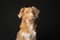 Portrait of a Nova Scotia Duck Tolling Retriever sticking its tongue out on a black background