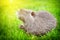 Portrait of a nutria, sitting in the sunlight