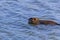 Portrait of nutria swim on pond from side