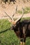 Portrait of nyala antelope deer