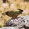 Portrait of NZ alpine parrot Kea, Nestor notabilis