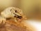 Portrait of ocellated lizard eating beetle - Timon lepidus