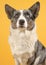 Portrait of a odd eyed Welsh corgi looking up on a yellow background