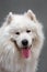 Portrait ofl dog - Samoyed