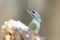 Portrait og grey headed woodpecker in soft sunlight.