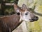 Portrait of okapi