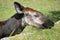 Portrait of okapi eating grass