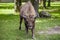 Portrait of an old bison , Bialowieza National Park