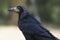 Portrait of an old black rook. Soft background. Close-up photo