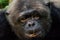 Portrait of old chimp with injured eye