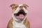 Portrait of an old english bulldog with a huge smile on a pink background