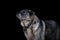 Portrait of old female dog with fluffy fur isolated on black background