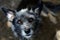 Portrait of an old gray-haired dog with devoted eyes