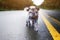 Portrait of an old pug dog walking on a forest road in a funny nature background