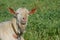 Portrait of an old white male goat. Breeding goats on a home farm