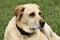 Portrait of Older Yellow Labrador Retriever Dog