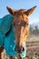 Portrait of one beautiful breeding brown horse