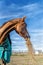 Portrait of one beautiful breeding brown horse eating hay