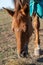 Portrait of one beautiful breeding brown horse eating hay