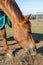 Portrait of one beautiful breeding brown horse eating hay