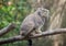 Portrait of one cute adult Manul The Pallas cat or Otocolobus manul. Wild cat is standing on branch