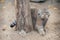 Portrait of one cute Manul The Pallas cat or Otocolobus manul. Wild cat is sitting on the sand