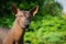 Portrait of one dog of Xoloitzcuintli breed, mexican hairless dog of black color, standing outdoors on ground with green grass and