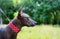 Portrait of one dog of Xoloitzcuintli xolo breed, mexican hairless dog of black color in a red collar, outdoors with green grass