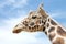 Portrait of one giraffe with sky in background