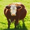 Portrait one hereford cow alone on farm pasture. Portrait of hairy animal isolated against green grass on remote