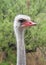 Portrait of one male ostrich looking to viewers right