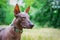 Portrait of one mexican hairless dog of xoloitzcuintli xolo breed in a collar,outdoors on summer sunny day