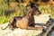 Portrait One Mexican hairless dog xoloitzcuintli, Xolo lies on a large stone at sunset