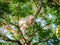 Portrait, one Monkey or Macaca alone climb on the tamarind tree tamarind. It looking shocked, afraid is bared, intimidating, ready