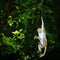 Portrait one monkey or Macaca is dangling, looking like Tarzan on a branch. It`s about to fall from the tree at Khao Ngu Stone