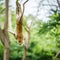 Portrait one monkey or Macaca, its falls from a tree vertically of the Earth`s gravity, acrobatic show, upside down and dangerous