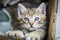 Portrait of a one-month-old striped kitten with two paws on the edge of the cardboard box where he grew up, shallow depth focus