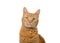 Portrait of one orange tabby ginger cat Isolated